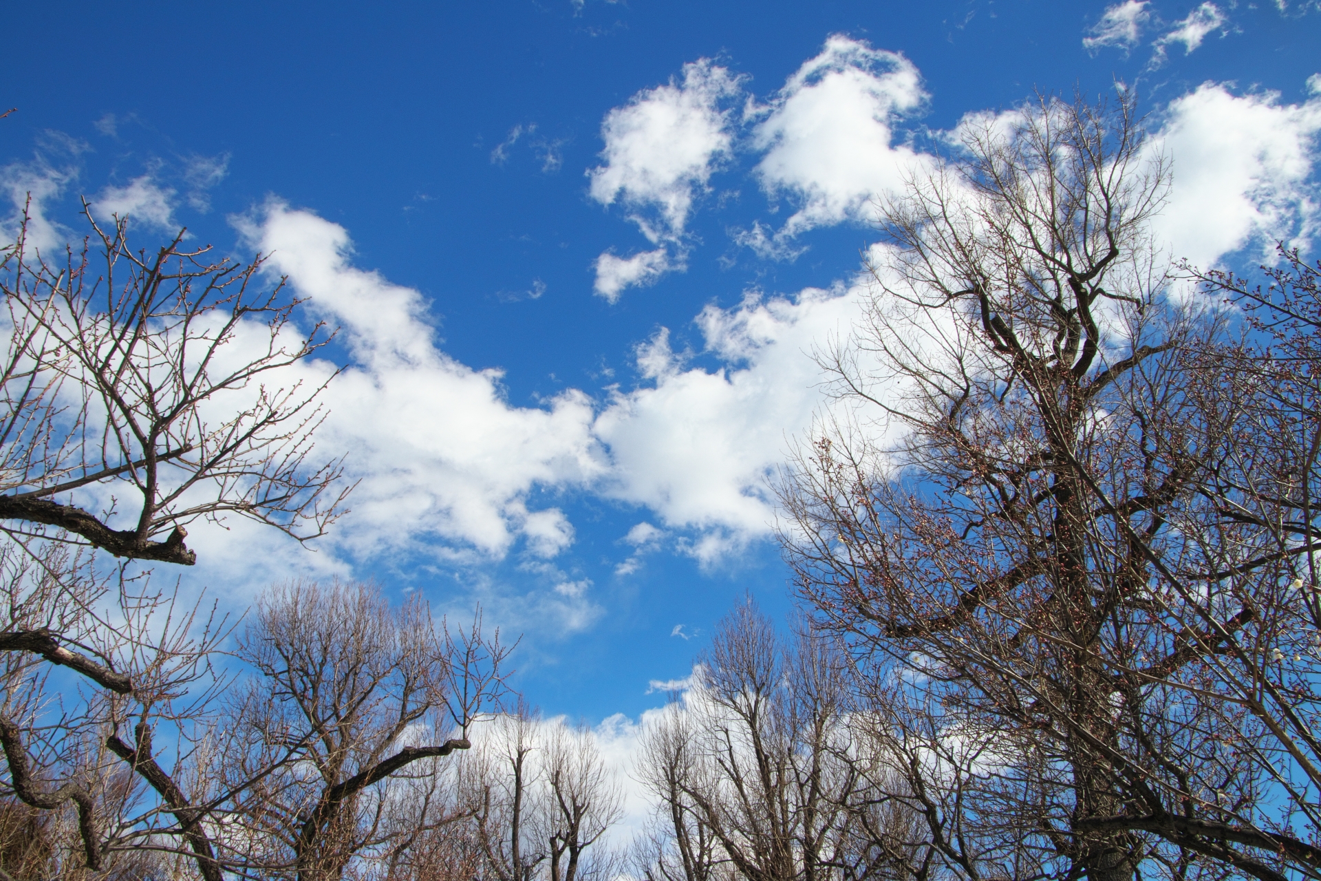 冬になると感じる…ウインターブルー