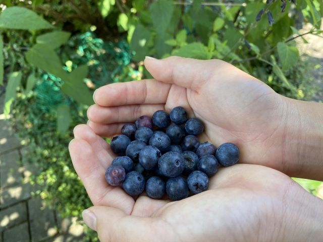 花粉症対策にはブルーベリーが効果的！？