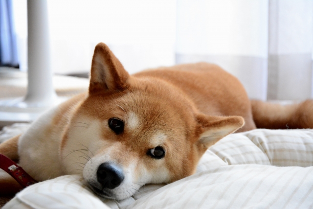 仕事に行けない？心のサインと不安障害