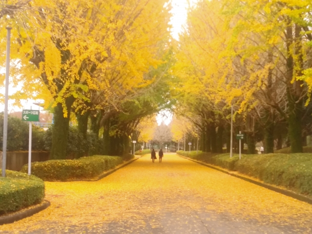 寒い季節は緑内障にご用心！ビルベリーで予防しよう