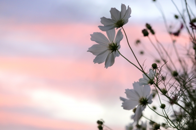 使い方ひとつで変わってしまうコトバ