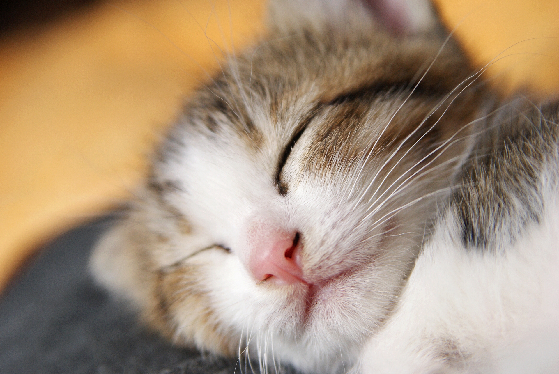 かわいいが刺激に！脳への良い効果とは