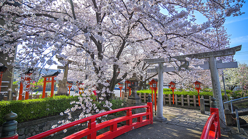 若返る!?桜の健康効果　【第65回放送内容より】