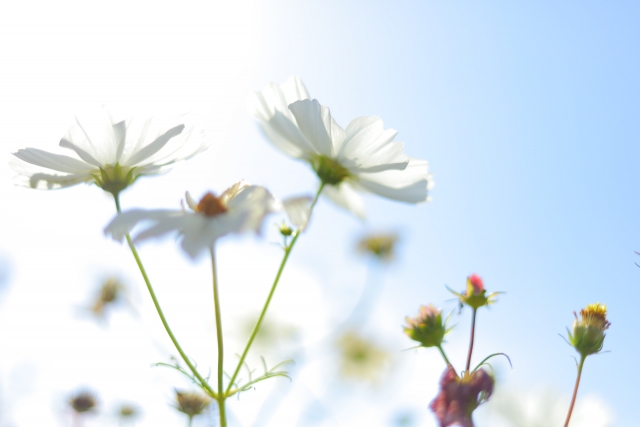 嘘は悪い物でも良い物にもなり得る