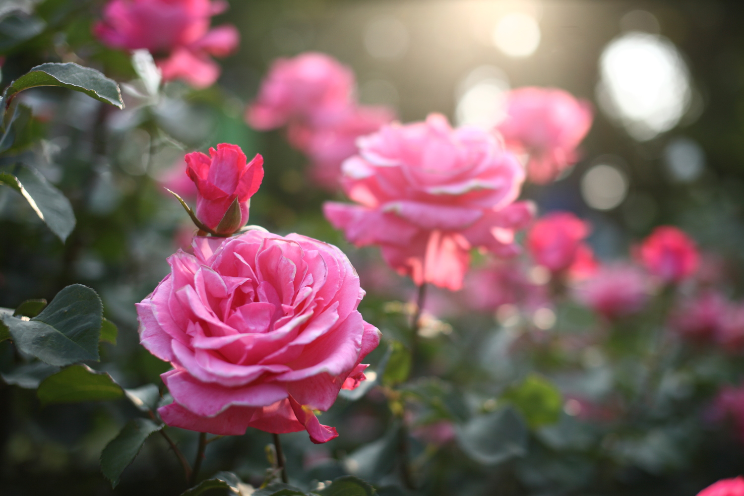 明日も明後日も楽しむために