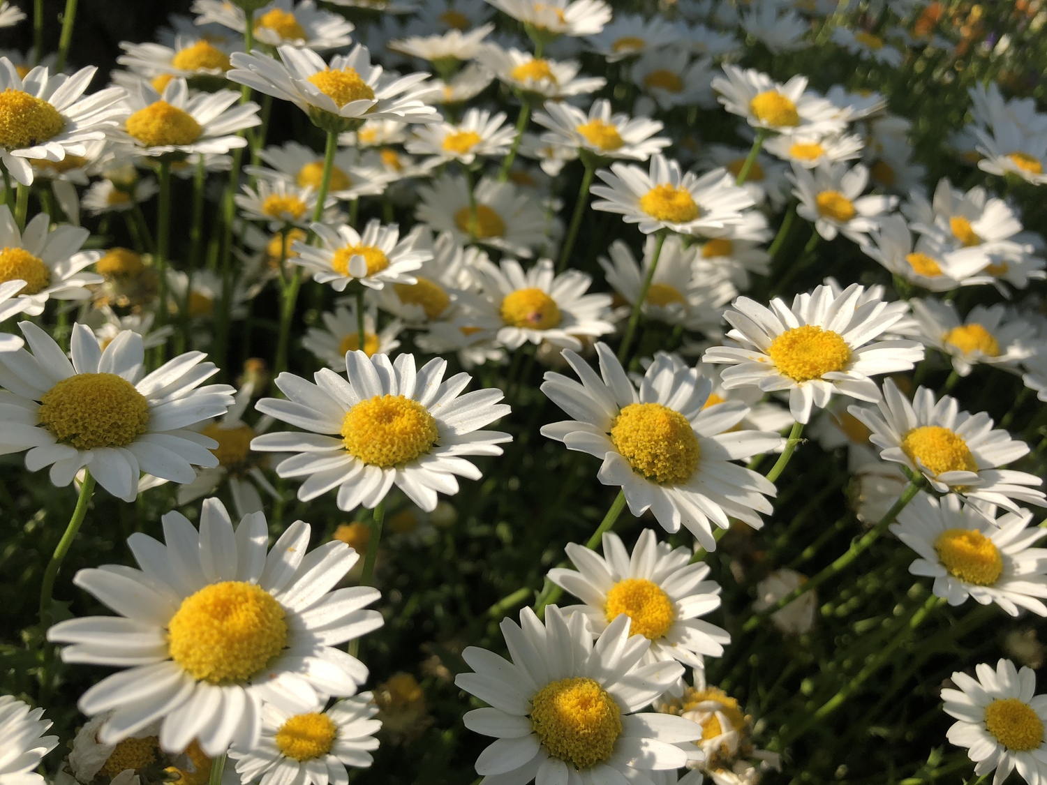 嘘は悪いものにも良いものにも変わる