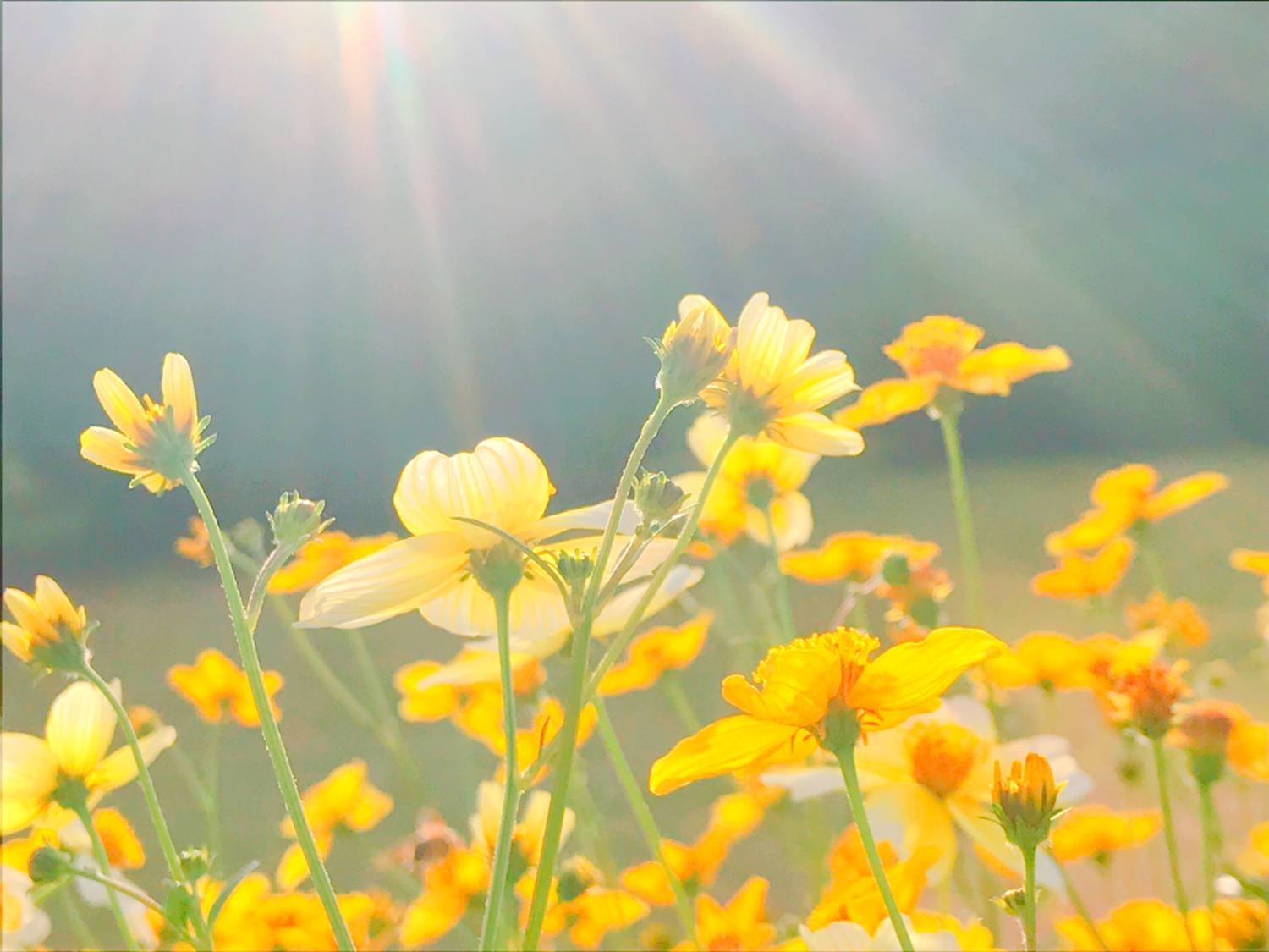 楽しんで続けることが自分にとってプラスに！