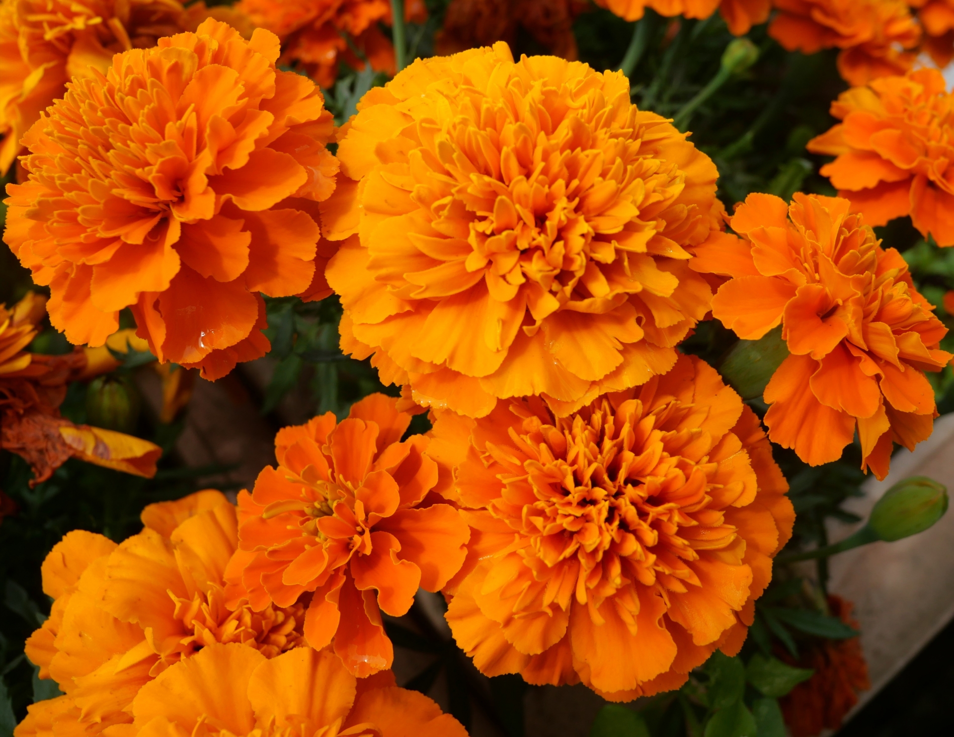 目の病気を予防！ルテインについて知ろう