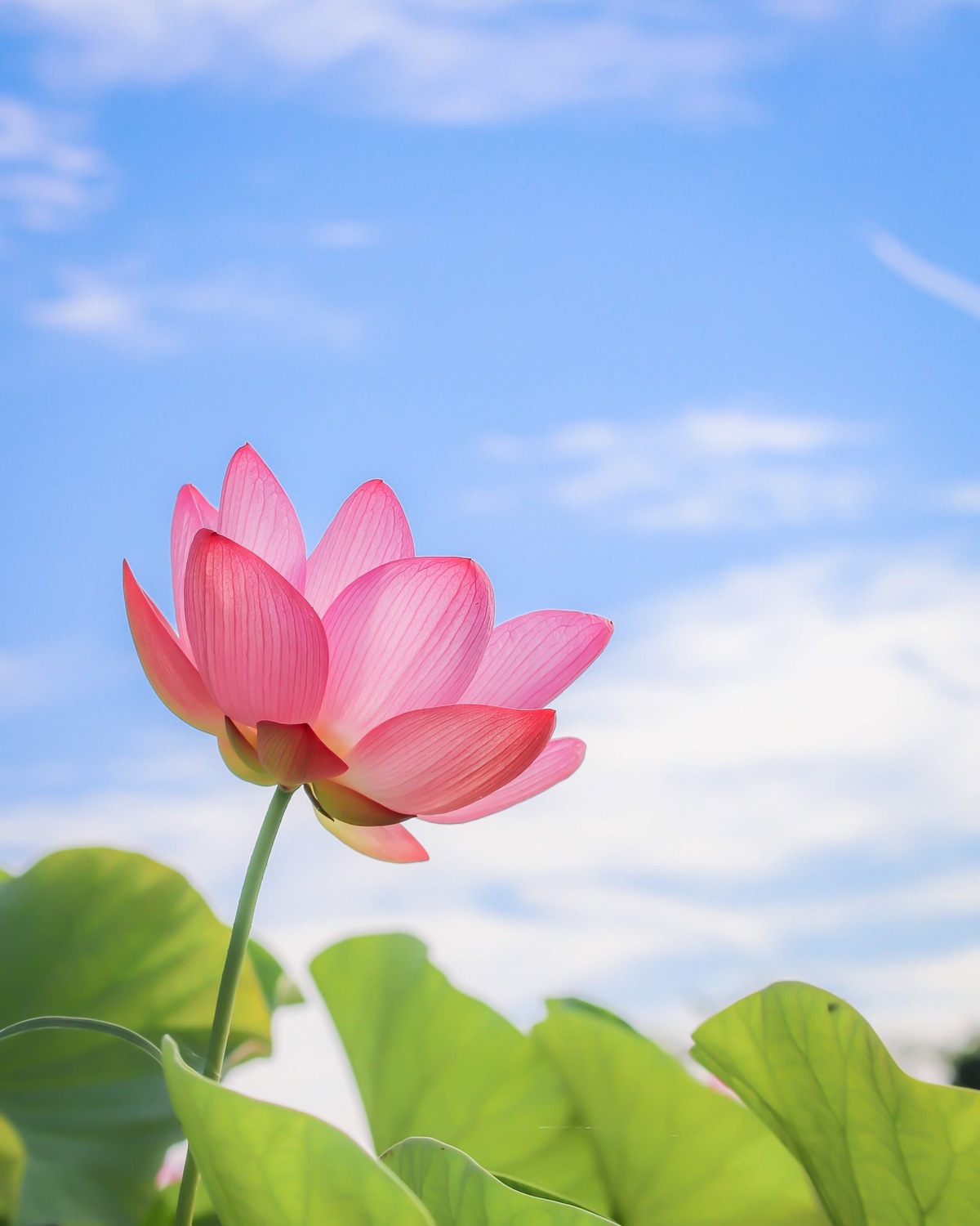 良い評価をしてもらえることが大事？