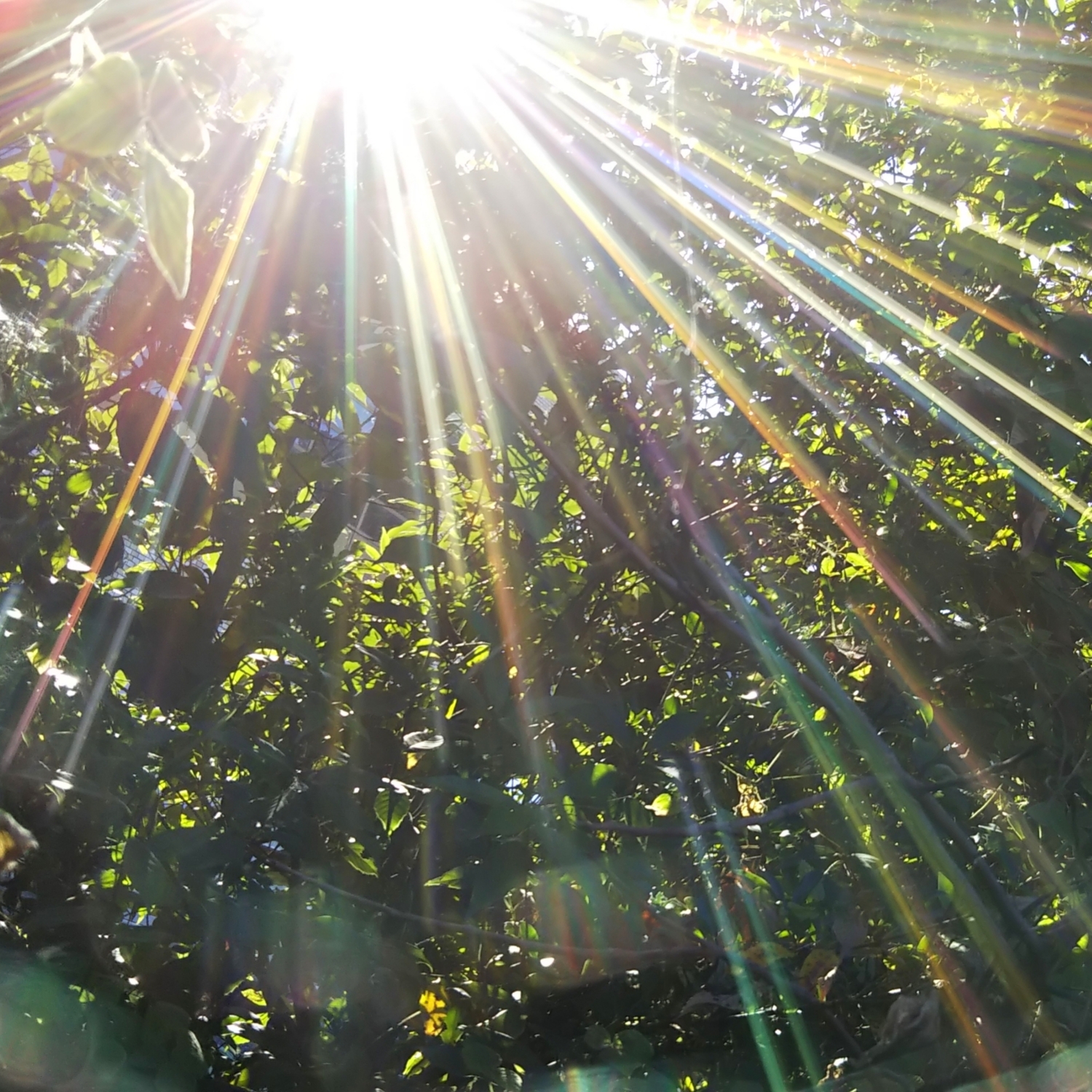 今年の目標は何ですか？