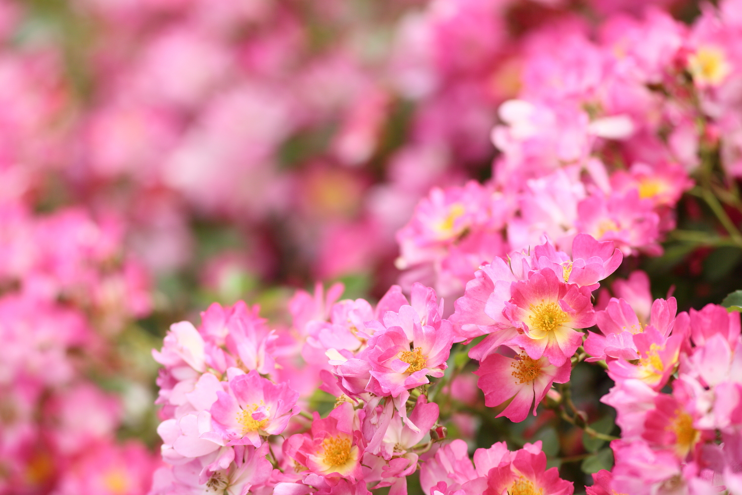 ピンク色の花々