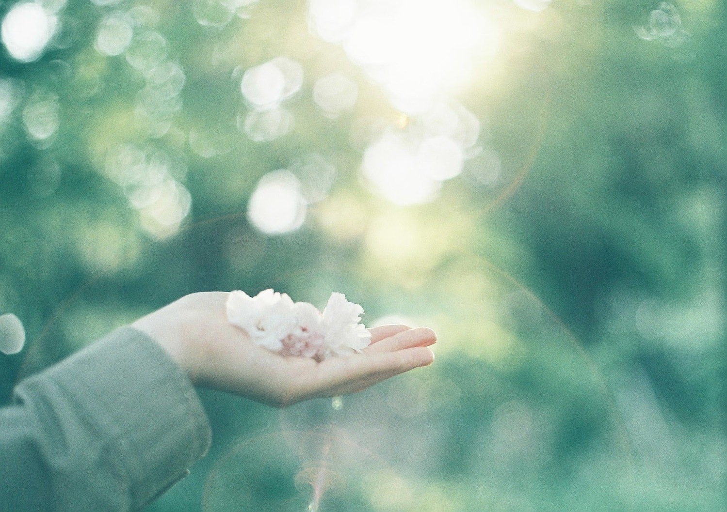 手のひらに花をのせる