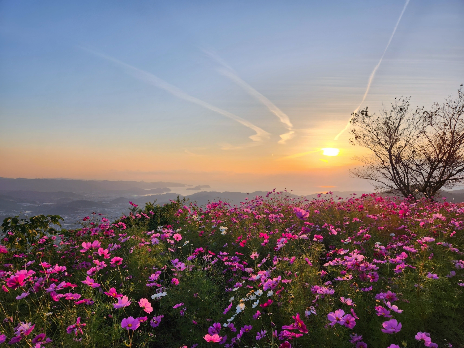 夕日とピンク色のコスモス