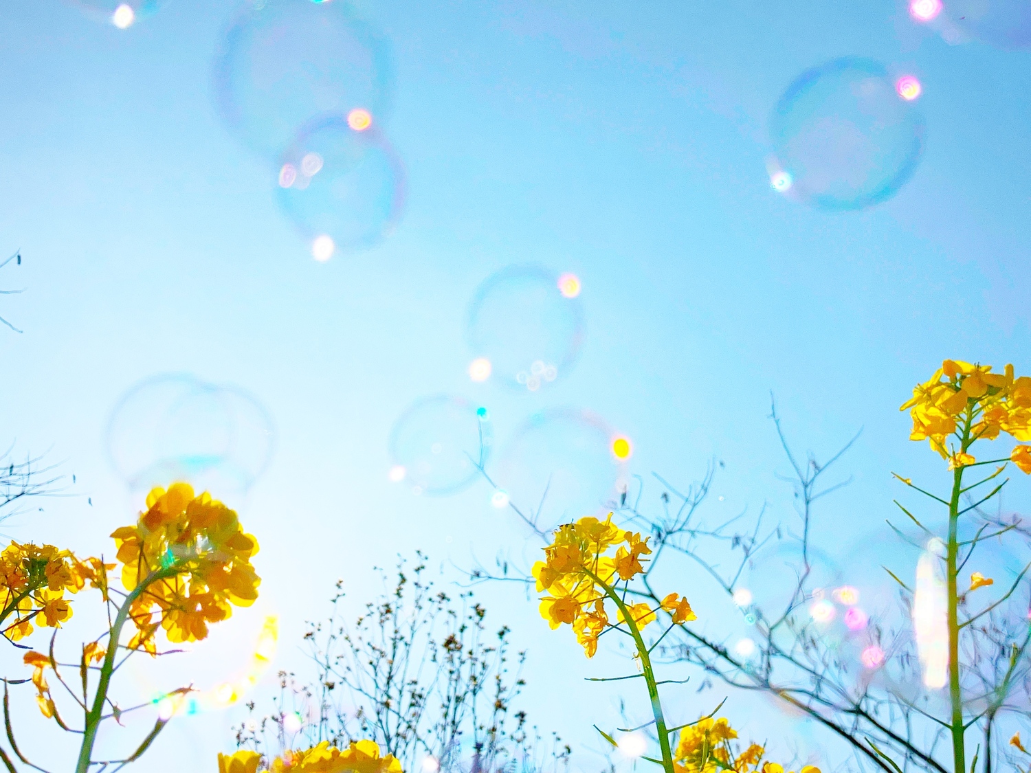 黄色い花とシャボン玉