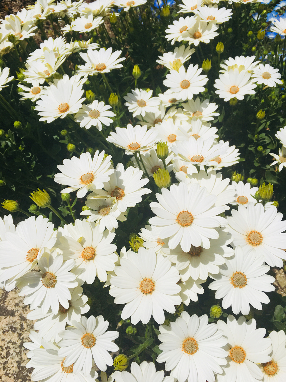 頼ってみることへの大切さ