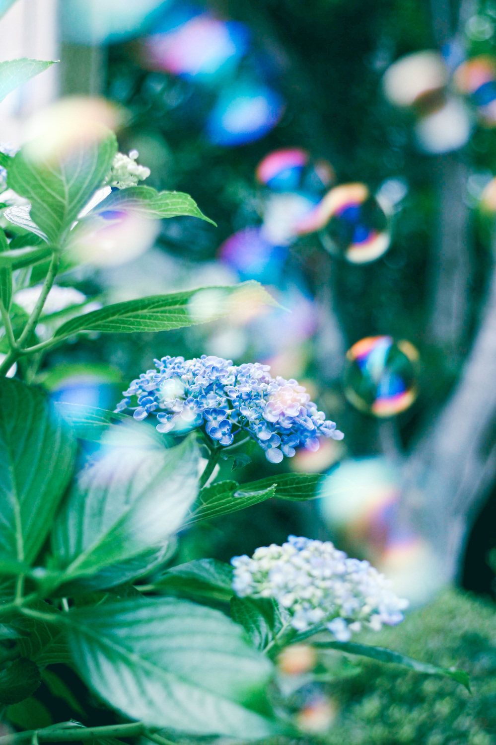 キラキラしたあじさい