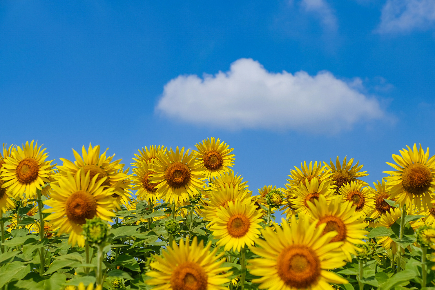 一度しかない人生の中でできることを