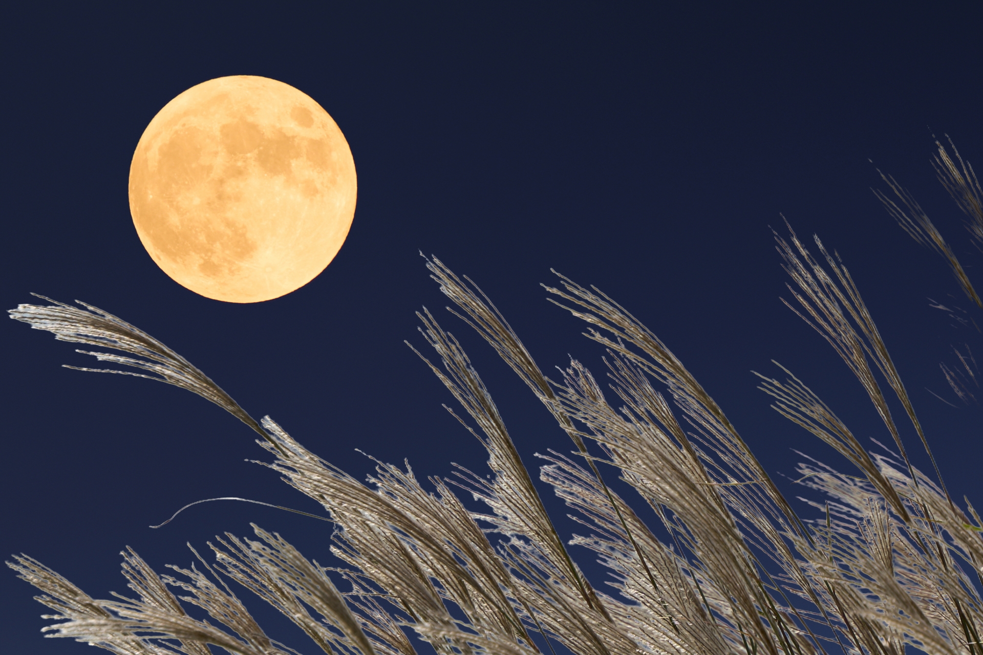 9月17日は中秋の名月。歴史や文化を知って月見を楽しもう！【月の見え方に要注意】