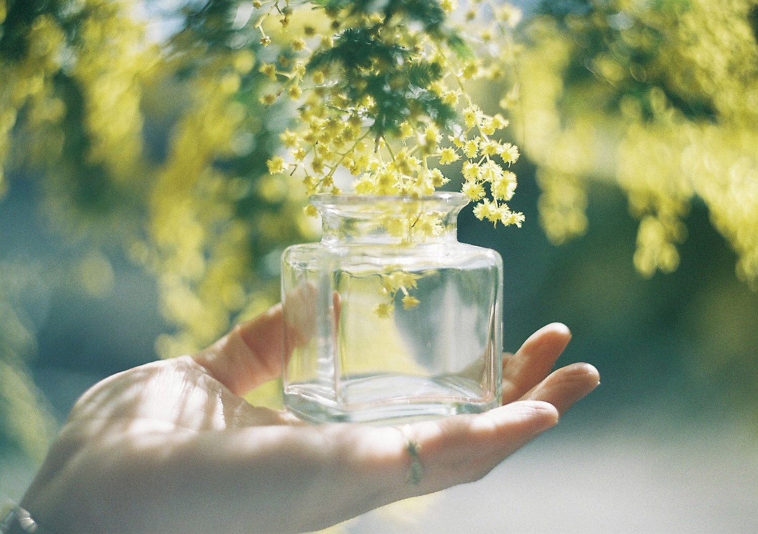 瓶の中に入っているミモザ