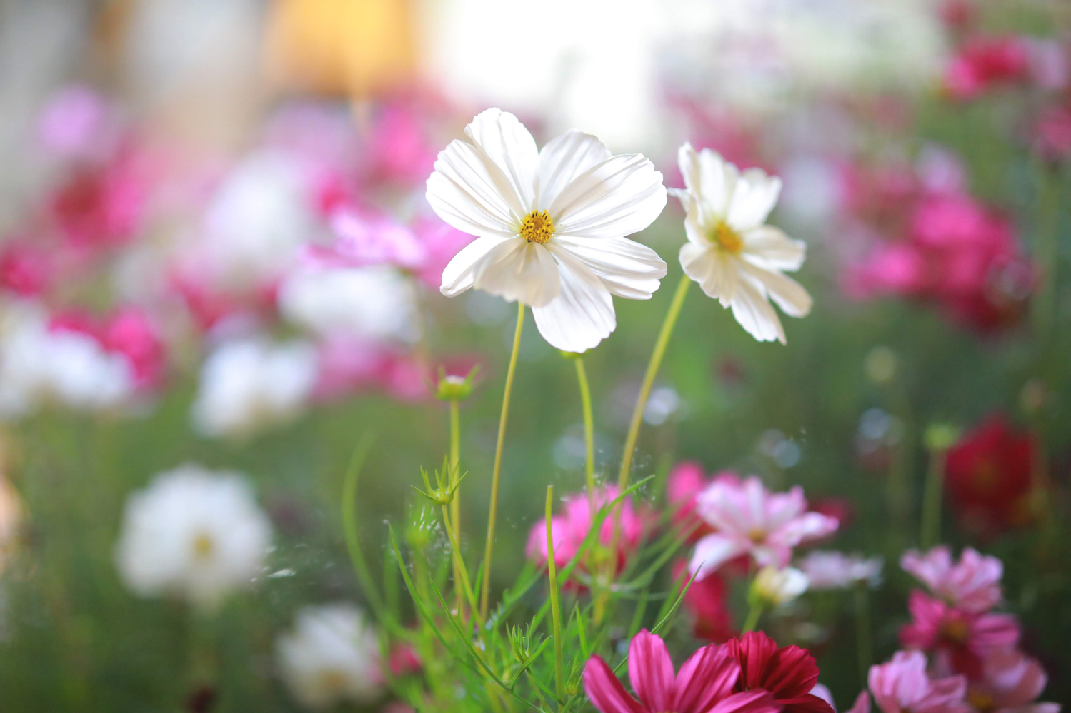 コスモス
