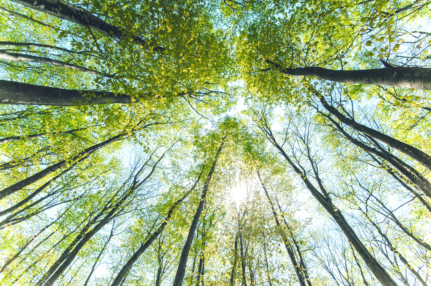 森林の中から上を見上げる